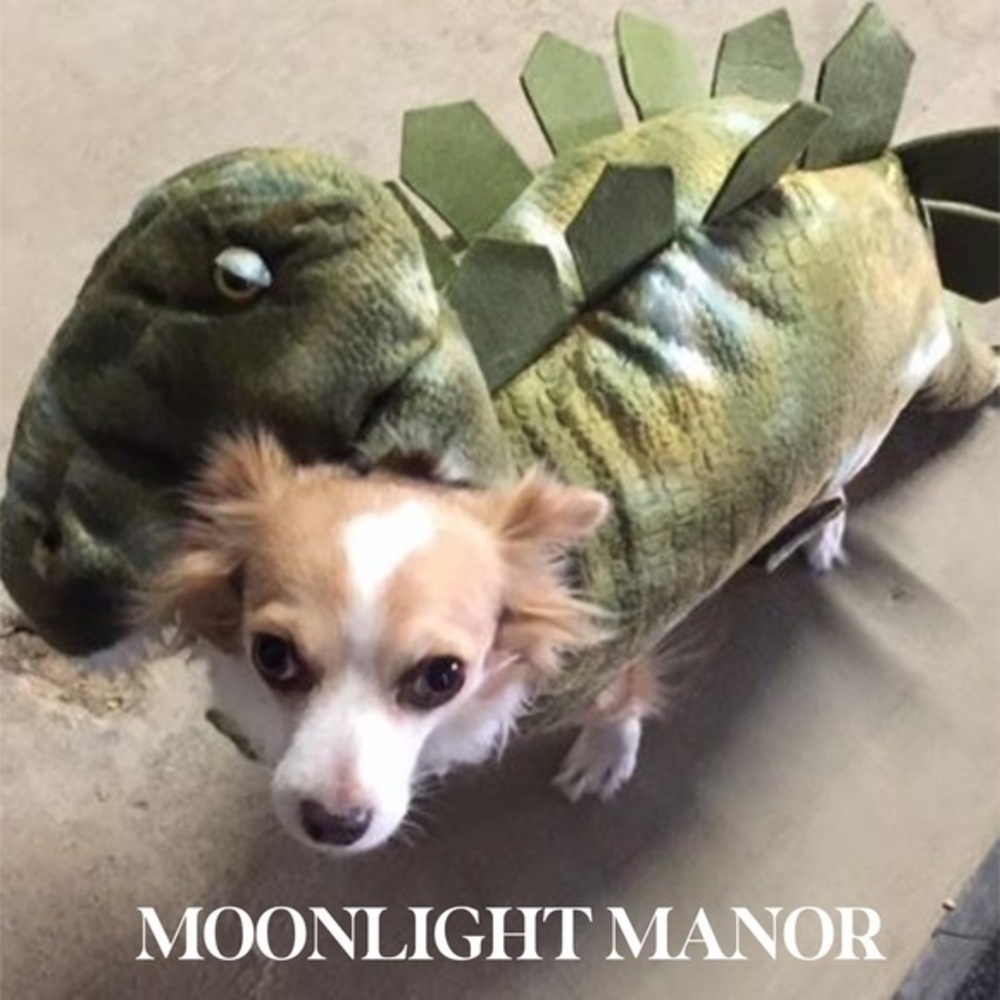 Moonlight Manor, M, Dinosaur Halloween Costume for a Dog